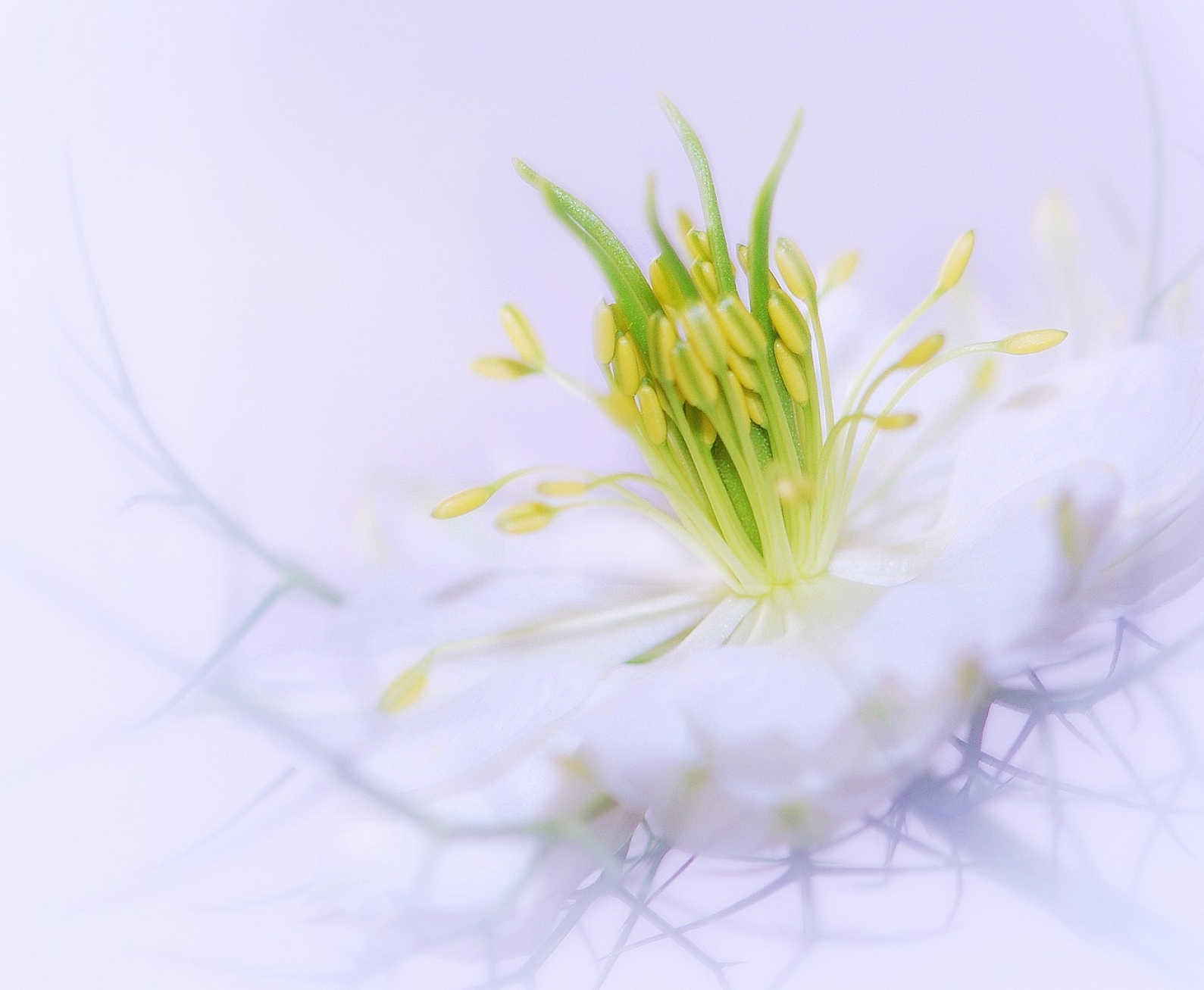 flower-3054742_1920 flower-3054742_1920