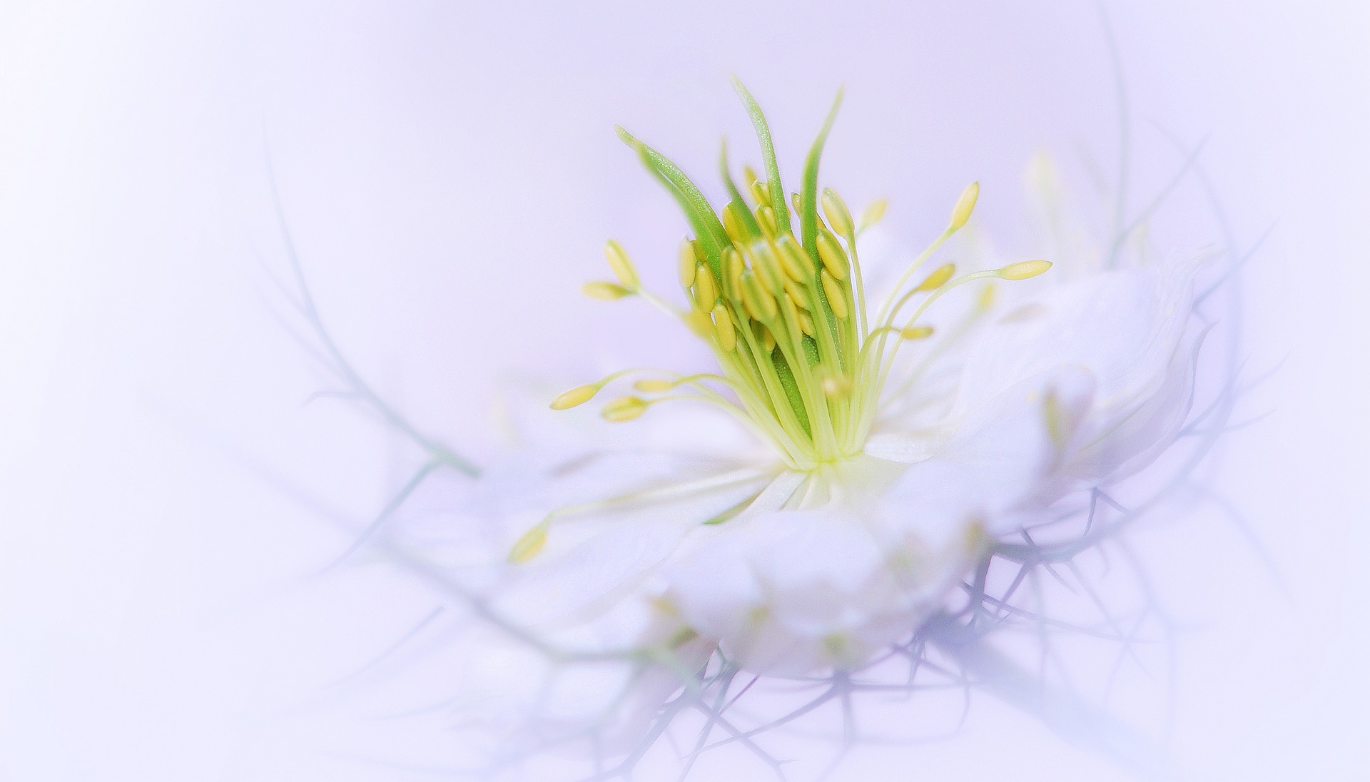 flower-3054742_1920 flower-3054742_1920